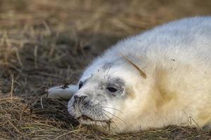 grijs zegel puppy terwijl ontspannende Aan de strand in Super goed Brittannië foto