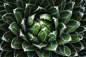 mooi abstract top visie van agave fabriek foto
