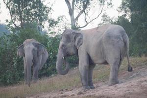 azië olifant in surin, thailand foto