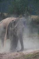 olifant duurt een stof bad foto