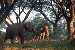 azië olifant in surin, thailand foto