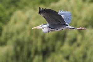 grijze reiger tijdens de vlucht foto