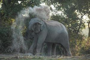 olifant duurt een stof bad foto