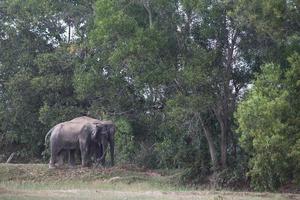 azië olifant in surin, thailand foto