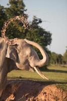 olifant nemen modder bad foto