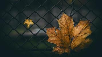 esdoorn bladeren op een hek