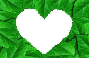 groen planten een hart vorm geven aan, Aan Aan wit achtergrond geïsoleerd foto