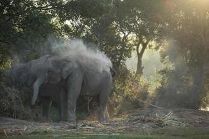 olifant duurt een stof bad foto