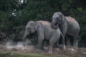 azië olifant in surin, thailand foto