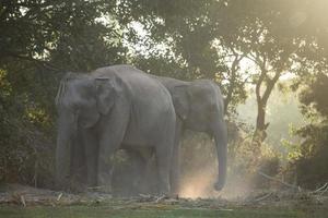 azië olifant in surin, thailand foto