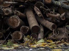 droog brandhout op een achtergrond van herfst gebladerte foto