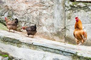 rood haan en twee kippen Aan straat foto