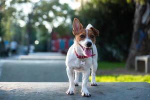 gelukkig jack russell terrier buitenshuis foto