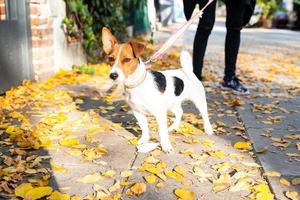 Jack Russell Terrier een wandeling maken foto