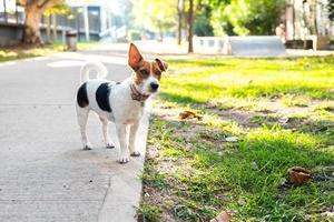 Jack Russell Terrier off-leash op de stoep foto