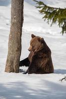 bruin beer wandelen Aan de sneeuw foto