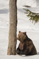 een zwart beer bruin grizzly in de sneeuw achtergrond foto