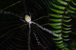 spin op web in de natuur foto