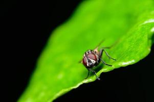 macro vlieg kruist blad foto