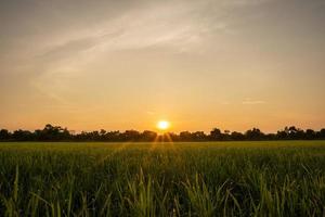 zonsopgang in rijst veld foto
