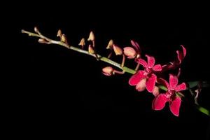 roze bloem op zwarte achtergrond foto