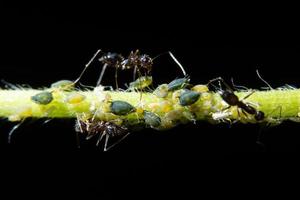 macro bladluizen met mieren foto