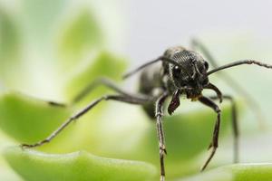 close up van zwarte mier op blad foto