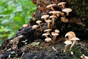 champignons Aan verrot boom stomp foto