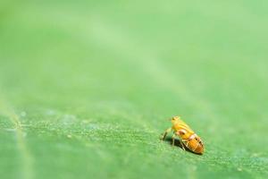 leafhopper insect kruist blad foto