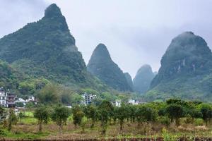 fruit boomgaard in de buurt karst berg in Yangshuo foto