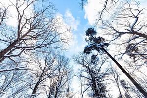 blauw lucht met wit wolken tussen bomen foto