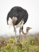 struisvogel die zich in gras bevindt foto