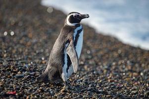 Patagonië pinguïn dichtbij omhoog portret foto