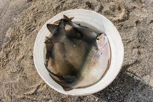 vangst van de dag visvangst in Hawaii strand foto