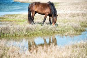 moordenaar paard baby jong puppy wild pony foto