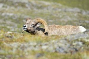 groot toeter schapen portret Aan rotsachtig bergen Canada foto