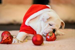 bulldog op Kerstmis foto