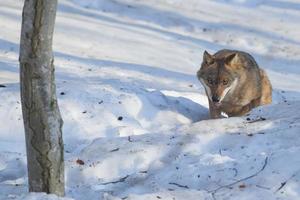 grijs wolf Aan de sneeuw achtergrond foto