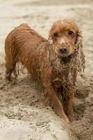 Engels cocker spaniel hond spelen Aan de strand foto