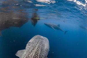 walvis haai komt eraan naar u onderwater- foto