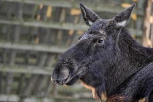 vrouw eland resting foto