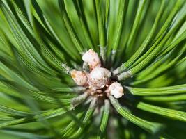 bloemknoppen van groen lariks dichtbij omhoog foto