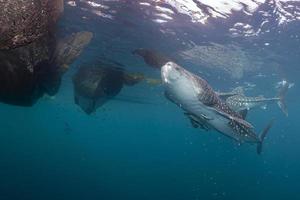 walvis haai dichtbij stuiten op in west Papoea cenderawasih baai foto