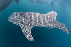 walvis haai komt eraan naar u onderwater- foto