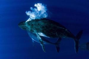 gebochelde walvis onderwater- met bubbels in moorea Frans Polynesië foto