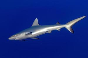 grijs haai klaar naar aanval onderwater- foto