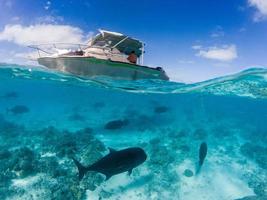 snorkelen in Polynesië tropisch kristal wateren foto