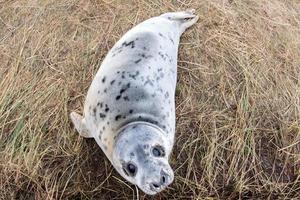 grijs zegel puppy terwijl op zoek Bij u foto