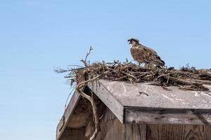 visarend vogel in de nest foto