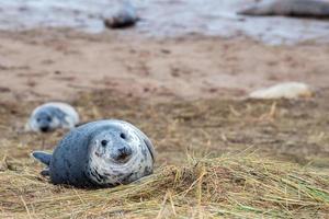 grijs zegel puppy terwijl op zoek Bij u foto